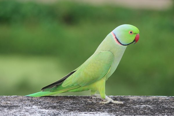 Wie kann man die Zahngesundheit von Katzen fÃ¶rdern?