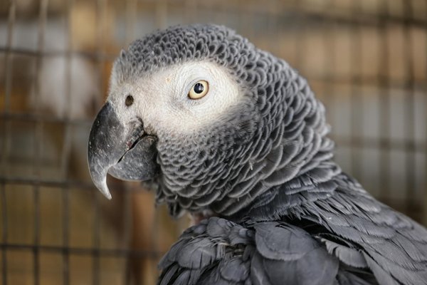 Welche Gesundheitsvorsorge ist fÃ¼r Hunde unerlÃ¤sslich?